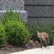 Capitol Fox’s Three Kits Euthanized After Rabies Exposure