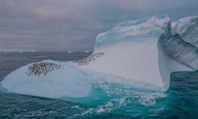 Where the Ice Is Still Abundant, These Penguins Are, Too