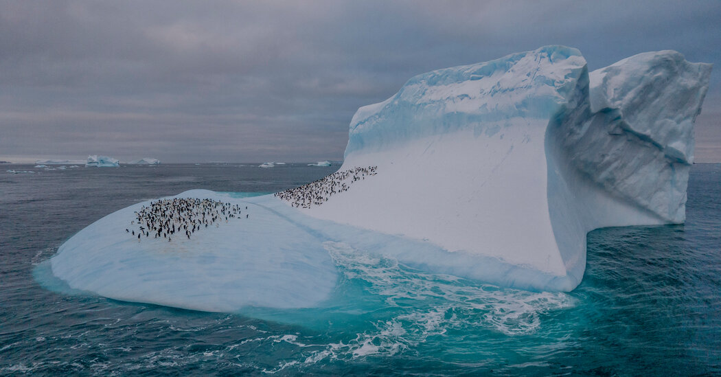 Where the Ice Is Still Abundant, These Penguins Are, Too