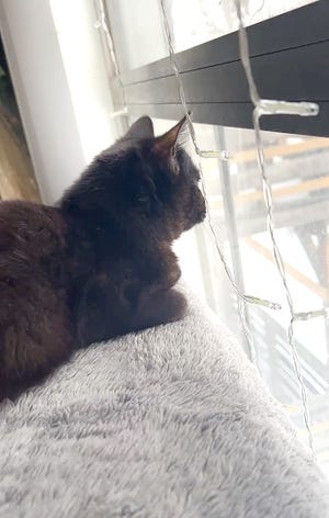 Freddie Mercury, a rescue kitten belonging to Ithaca resident Rachel OÕBrien, stare out the window. Freddie went missing from Fall Creek in mid-March and was found nearly a week later in New Jersey. 