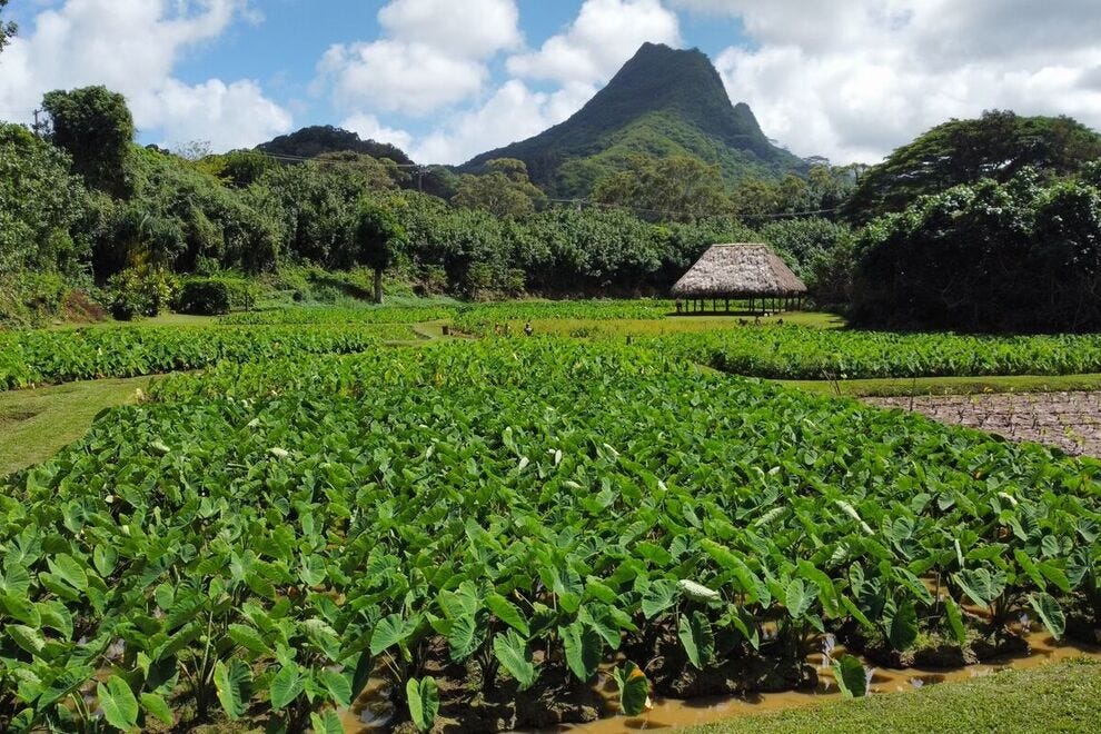 The taro fields at Hoʻokuaʻāina