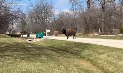 Runaway buffalo ‘Tyson the Bison’ makes new appearance, caught on video in Hawthorn Woods