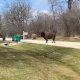 Runaway buffalo ‘Tyson the Bison’ makes new appearance, caught on video in Hawthorn Woods