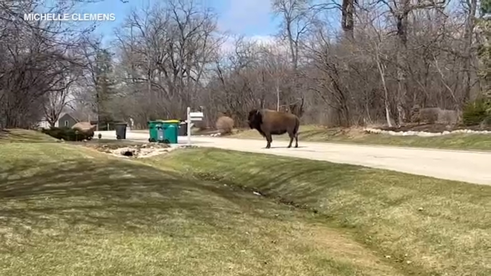 Runaway buffalo ‘Tyson the Bison’ makes new appearance, caught on video in Hawthorn Woods