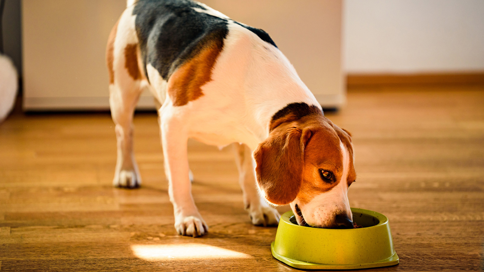 How often you wash your dog’s bowl can affect your health, too, study says