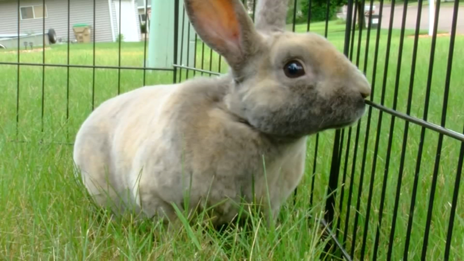 Animal rescue advocates warn not to buy live bunnies for Easter: ‘They’re not gifts, they’re pets’