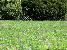 Save money, the planet with a lawn less perfect