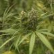 The US House of Representatives has voted to decriminalize marijuana