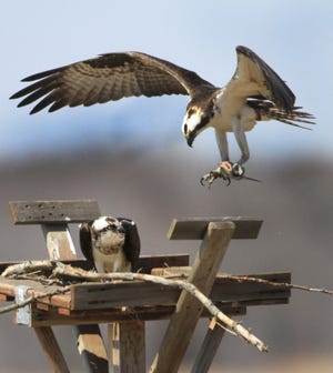 Ospreys migrate north each spring after spending the winter in Central and South America and make their nests atop poles and transmission lines, like these photographed in Warren.