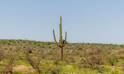 Even the Cactus May Not Be Safe From Climate Change