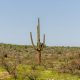 Even the Cactus May Not Be Safe From Climate Change