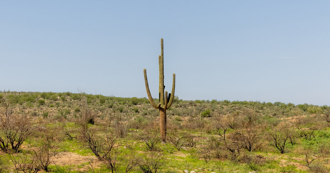 Even the Cactus May Not Be Safe From Climate Change