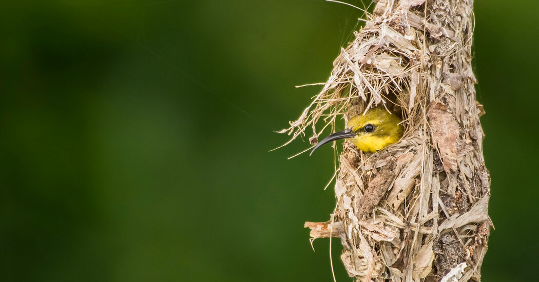 Birds That Build Nests With Domes May Be Doomed