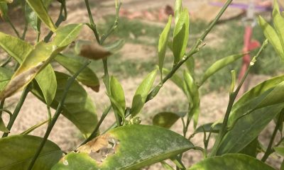 Watering terms can be confusing in Southern Nevada