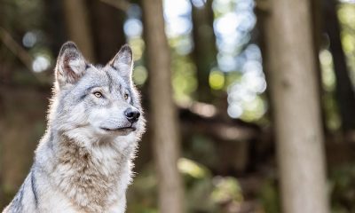 Wolf bites hunting dog in Michigan