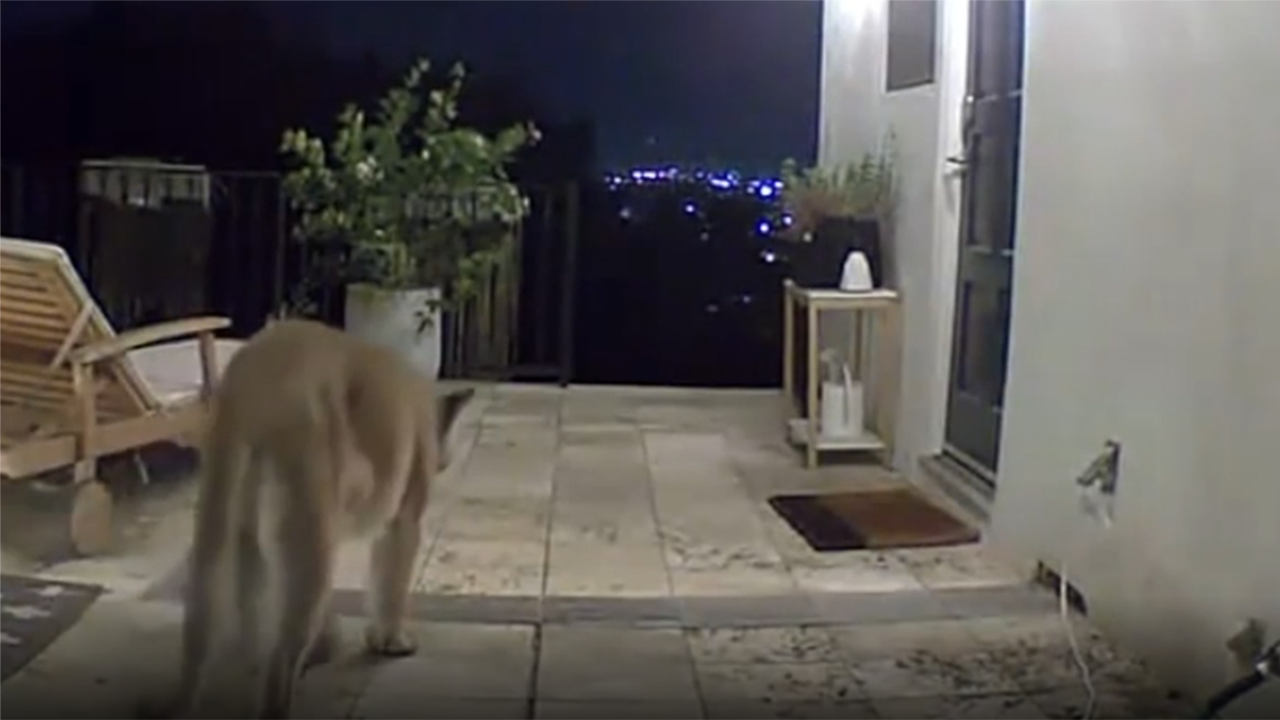 Mountain lion visits the same house in California multiple times