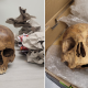 Border officers find 6 human skulls in packages shipped to the U.S.