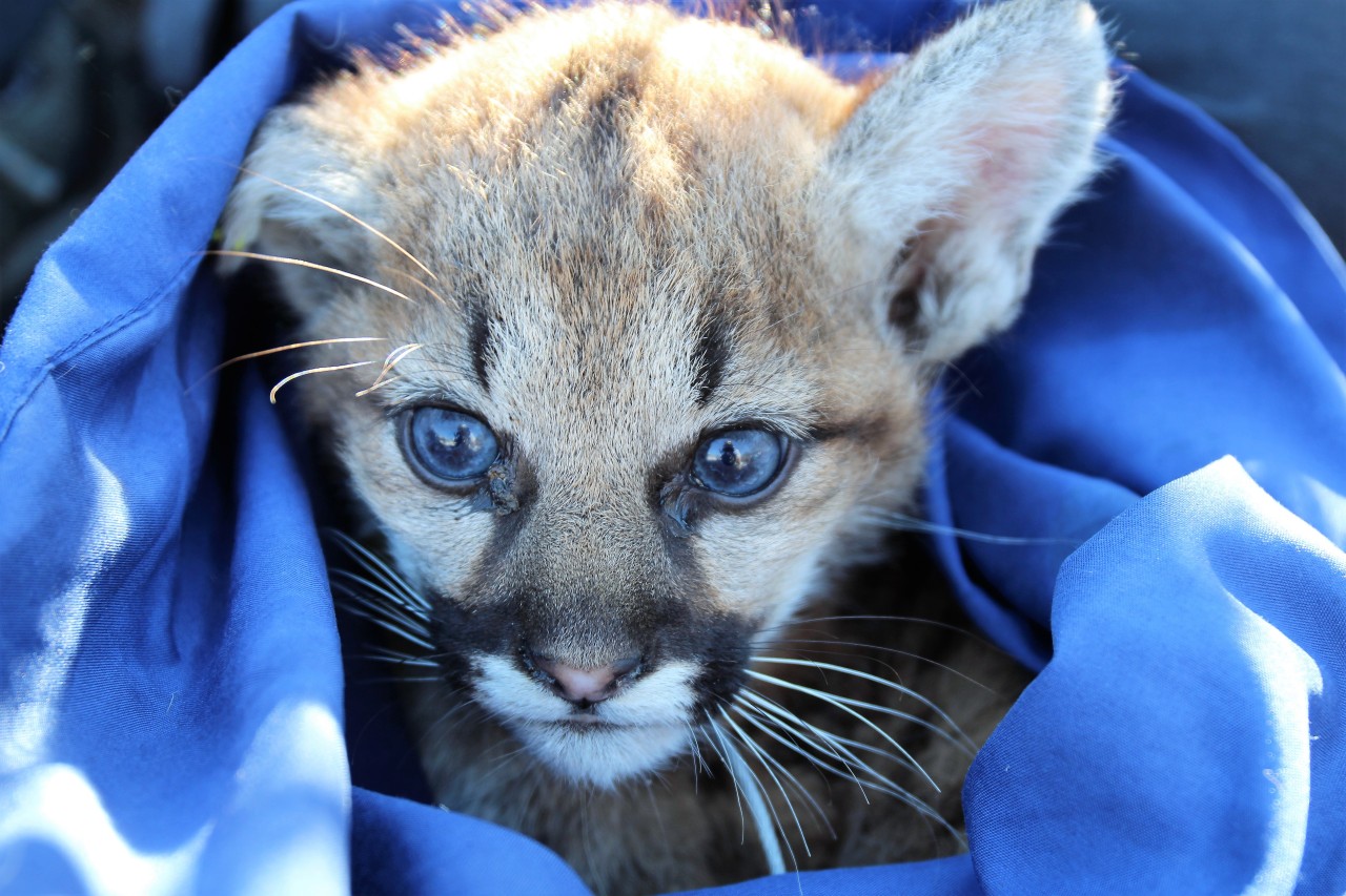 Mountain lion kittens that died after being found in Thousand Oaks had rodenticide poisoning