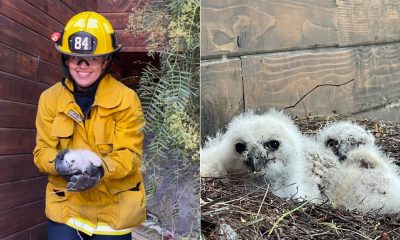 L.A. firefighters rescue owlet that fell off roof in Woodland Hills