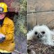 L.A. firefighters rescue owlet that fell off roof in Woodland Hills