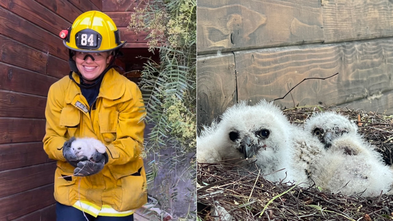 L.A. firefighters rescue owlet that fell off roof in Woodland Hills