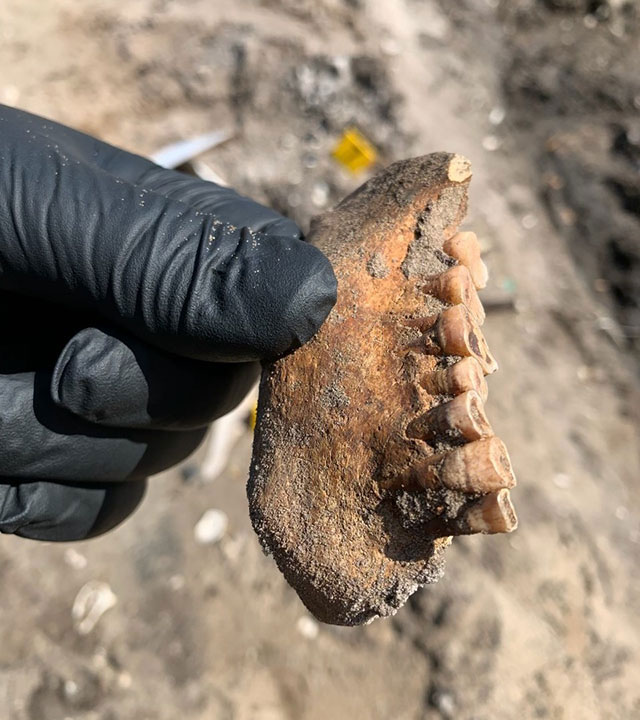 Florida authorities investigating suspected human bones unearthed at construction site