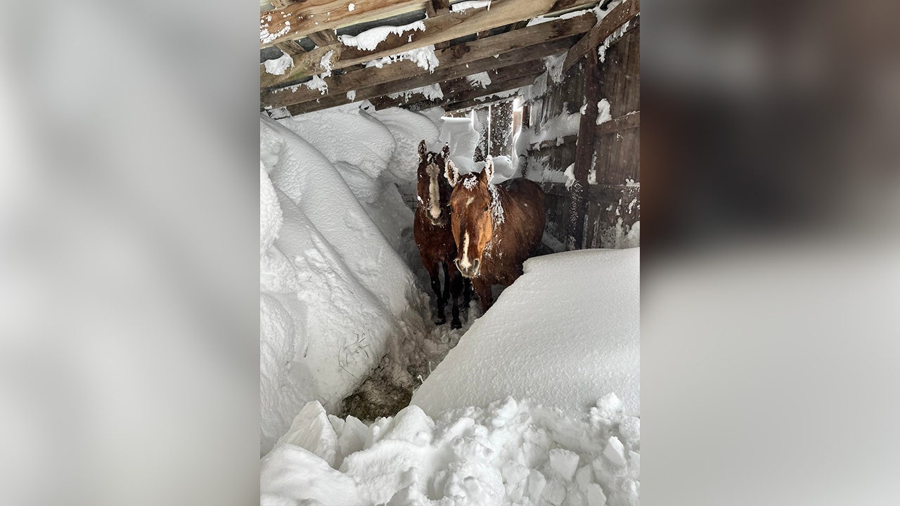 ‘All we can do is pray’: Prized horses buried in snow during North Dakota’s historic blizzard