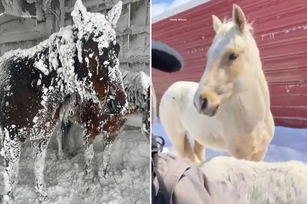 North Dakota horses saved after rancher battles blizzard