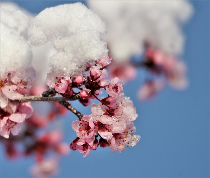 Northern Nevada landscapes and gardens: The ‘3rd winter’ arrives, here we go again