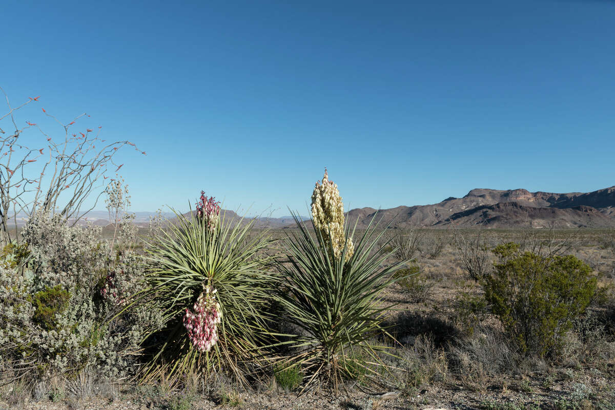 UNITED STATES - MARCH 20: Desert flowers in Big Bend National Park in Brewster County, Texas (Photo by Carol M. Highsmith/Buyenlarge/Getty Images)