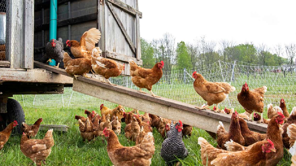 Utah County chickens infected with bird flu euthanized, state officials say