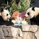 National Zoo celebrates panda exchange program’s 50th anniversary with treat