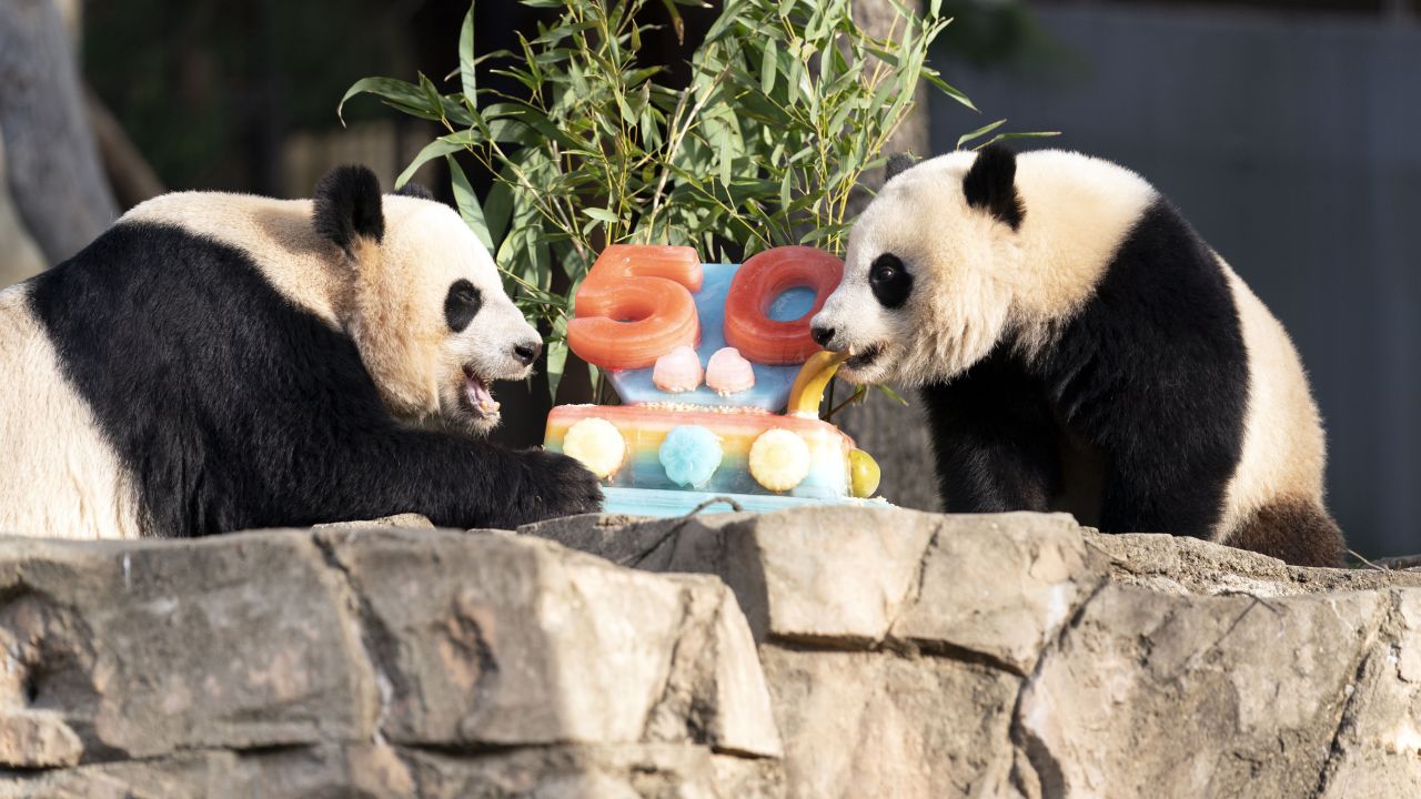 National Zoo celebrates panda exchange program’s 50th anniversary with treat
