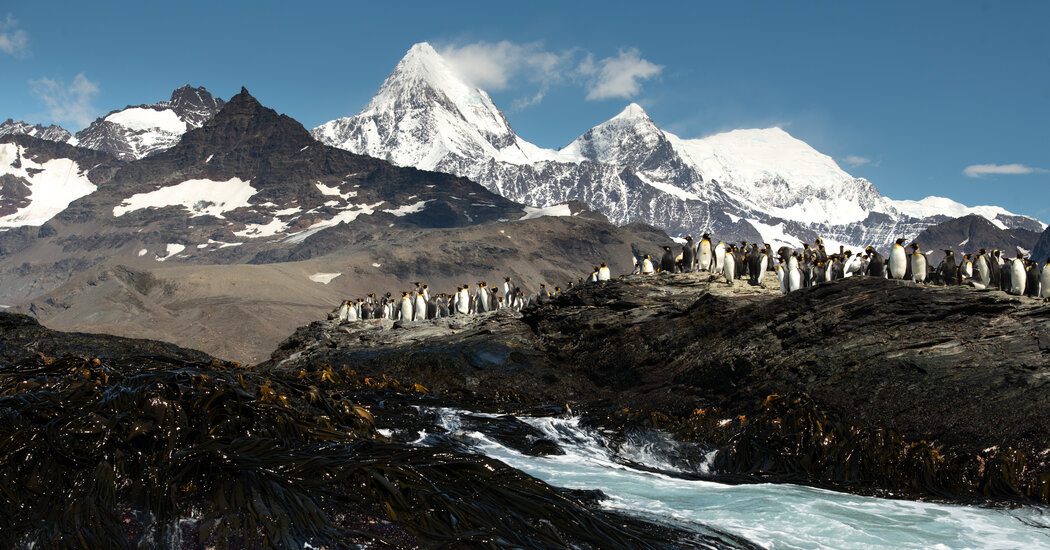 Abundance, Exploitation, Recovery: A Portrait of South Georgia