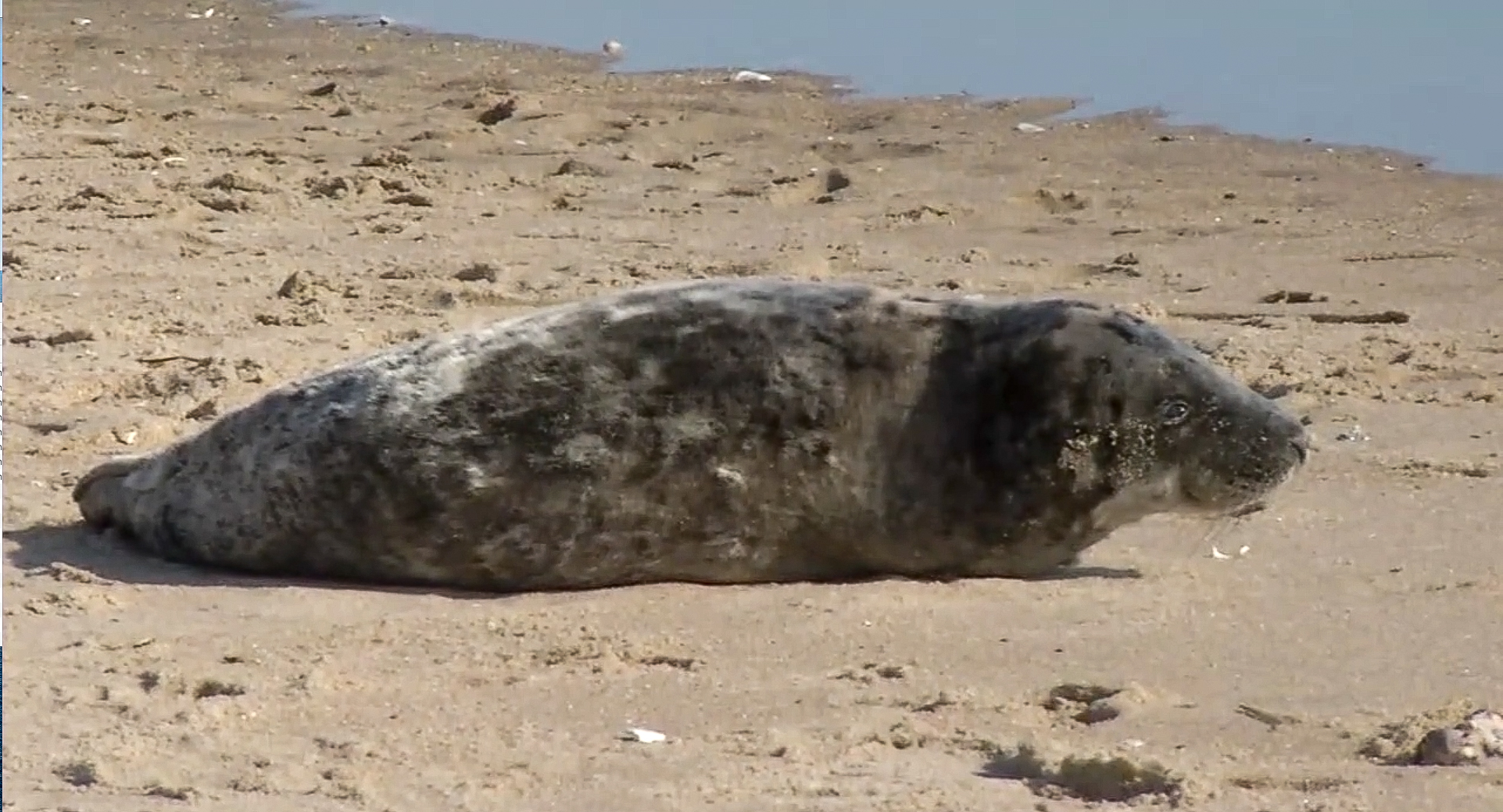 Seal pup spotted along busy beach in Delaware