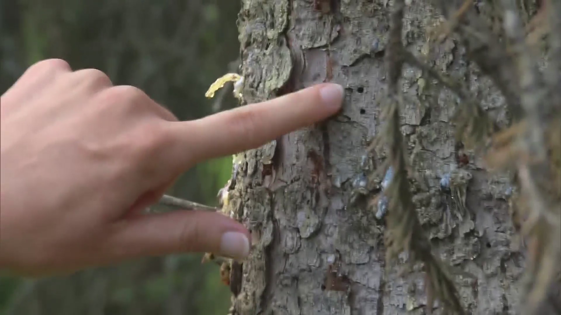 Drought Conditions Continue To Weaken Colorado Forests That Are Fighting Insects, Disease