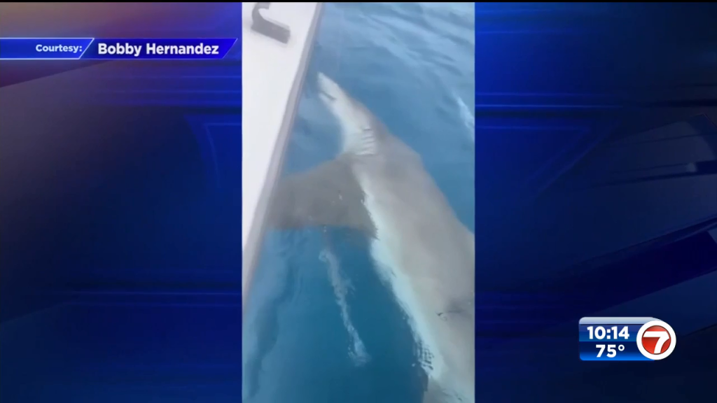 Miami Beach Police sergeant reels in 200-lb. lemon shark off Key Largo