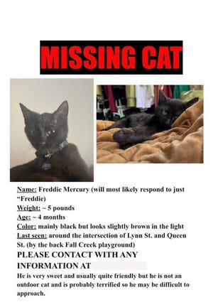 When Rachel O'Brien's kitten Freddie Mercury went missing, she circulated flyers of him throughout Ithaca and an on social media.