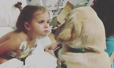 First therapy dog at Texas Children’s retiring after comforting thousands of young cancer patients