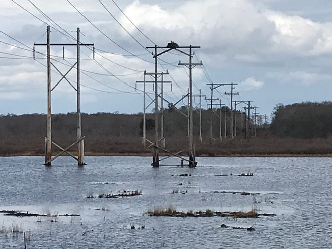 Ospreys live in nests atop transmission towers that run across the Great Swamp.