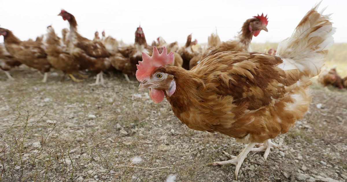 Backyard flock in Utah County diagnosed with avian influenza