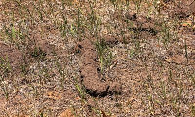 Dirt lines in the spring caused by ‘Idaho’s smallest miner’ ?