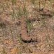 Dirt lines in the spring caused by ‘Idaho’s smallest miner’ ?