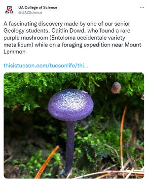 Rare purple mushroom discovered in Arizona for the first time