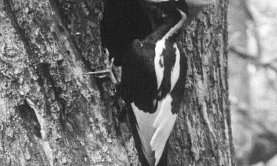 Proof that the ivory-billed woodpecker lives on in Louisiana? Maybe.
