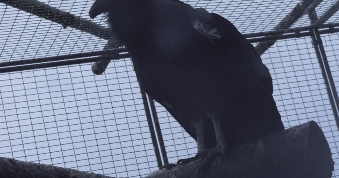 Condors will soon fly over Northern California’s iconic redwoods for the first time in more than a century