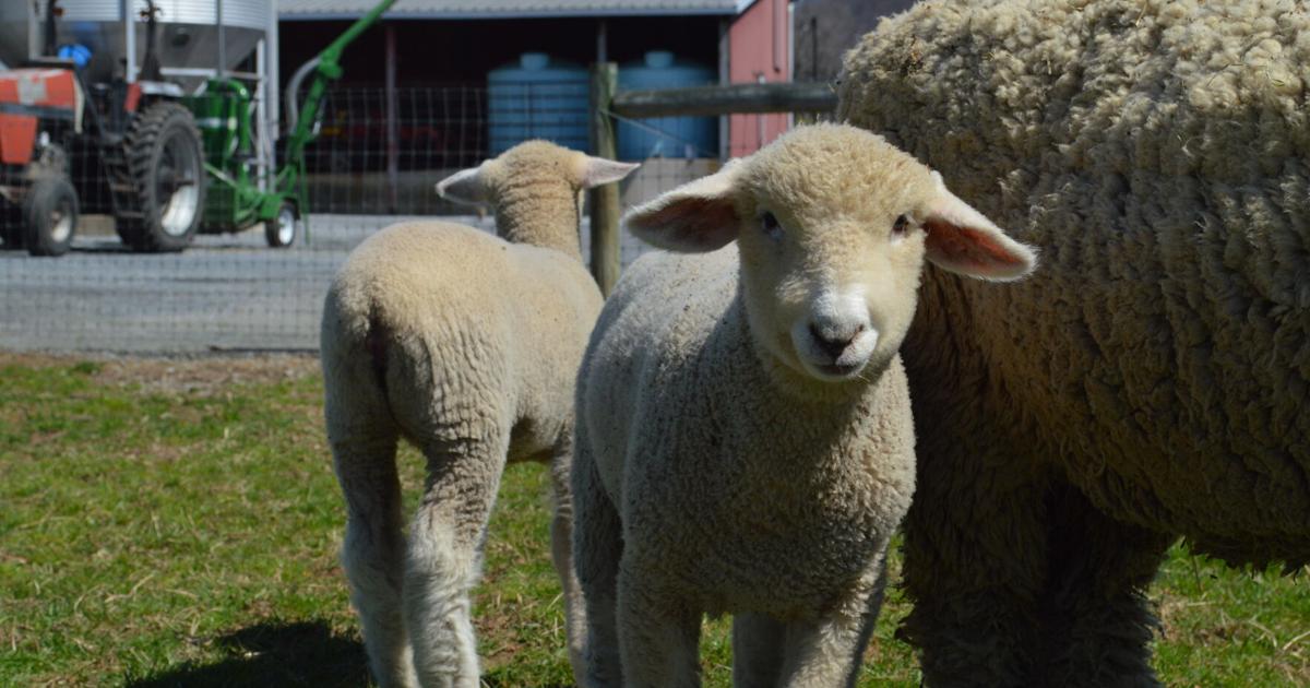 Pennsylvania Sheep Farmer Passionate About Corriedales