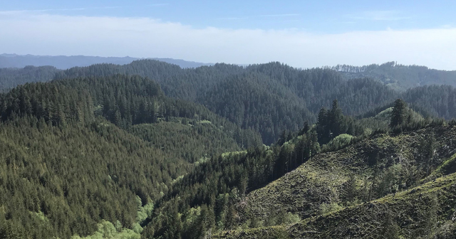 Oregon’s oldest state forest will remain in public hands with compromise deal