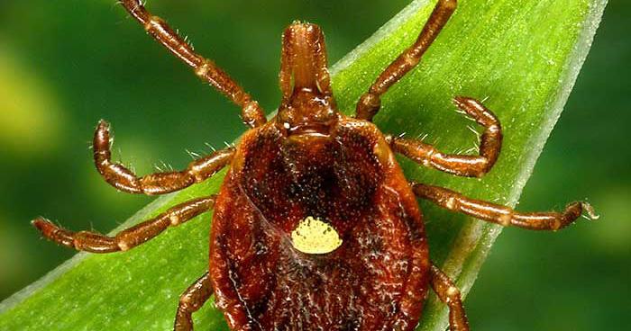 Missouri Department of Conservation says to mail in your ticks