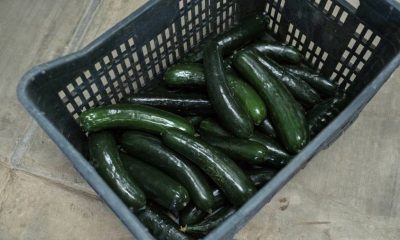 Fuel prices: the crippling cost of cultivating cucumbers in a cold climate